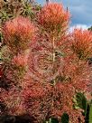 Euphorbia tirucalli Firesticks