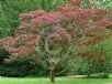 Acer palmatum Atropurpureum