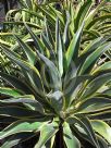 Agave desmettiana Variegata