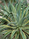 Agave desmettiana Variegata