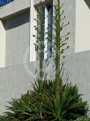 Agave desmettiana Variegata