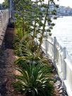 Agave desmettiana Variegata