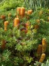 Banksia spinulosa collina Stumpy Gold
