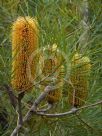 Banksia spinulosa collina