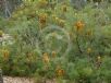 Banksia spinulosa collina