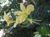Barleria rotundifolia