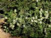 Callistemon citrinus White Anzac