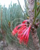 Calothamnus tuberosus