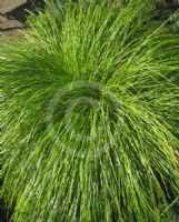 Carex acuta