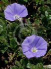 Convolvulus sabatius Full Moon