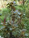 Cordyline fruticosa Miss Andrea