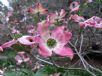 Cornus florida rubra