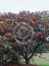 Corymbia ficifolia Orange Splendour