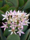 Crassula arborescens undulatifolia