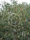 Eucalyptus tricarpa