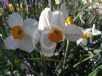 Narcissus Division 8 Geranium