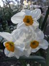 Narcissus Division 8 Geranium