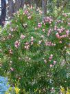 Nerium oleander Carneum Plenum