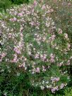 Nerium oleander Punctatum