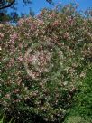 Nerium oleander Punctatum