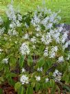 Plectranthus ecklonii Tommy