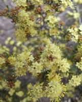 Phebalium squamulosum parvifolium