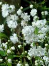 Prunus glandulosa Alba Plena