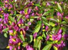 Polygala chamaebuxus Fairy Lights