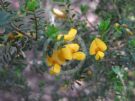Pultenaea villosa Wallum Gold