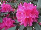 Rhododendron Hardy Hybrid Sir Robert Peel