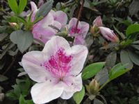 Rhododendron Southern Indica Hybrid Alphonse Anderson
