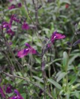 Salvia greggii Navajo Purple