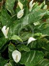 Spathiphyllum Domino