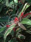 Stromanthe sanguinea Triostar