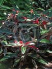Stromanthe sanguinea Triostar