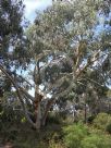 Eucalyptus elliptica