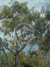 Eucalyptus elliptica