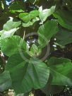 Ficus auriculata
