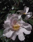 Camellia sasanqua Exquisite
