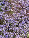 Scaevola aemula Purple Fanfare