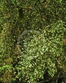 Cupressus lusitanica benthamii