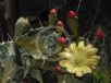 Opuntia monacantha variegata