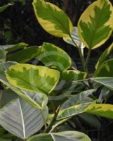 Ficus benghalensis Variegata