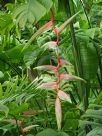 Heliconia chartacea Sexy Pink