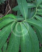 Cheilocostus globosus