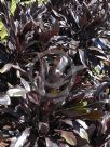 Cordyline fruticosa Caruba Black