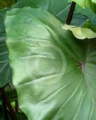 Colocasia esculenta Fontanesii