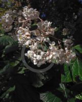 Begonia reniformis