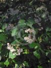 Begonia reniformis