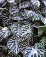 Begonia Silver Jewel